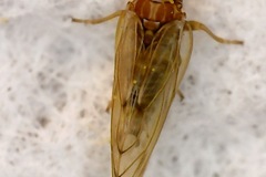 Psylloidea