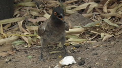 Pycnonotus nigricans