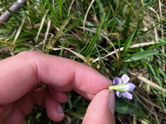 Viola stagnina