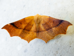 Tetracis cervinaria