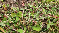 Cotoneaster microphyllus