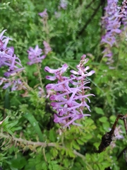 Corydalis edulis