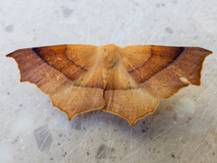 Tetracis cervinaria