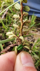 Cotoneaster microphyllus
