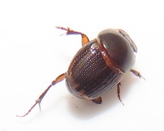 Onthophagus vinctus