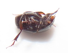 Onthophagus vinctus