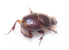 Onthophagus vinctus