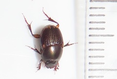 Onthophagus vinctus