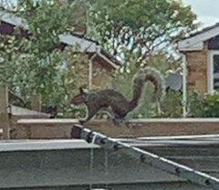 Sciurus carolinensis