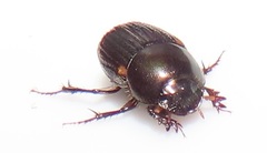 Onthophagus vinctus