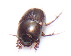Onthophagus vinctus