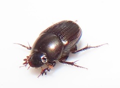 Onthophagus vinctus