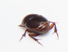 Onthophagus vinctus