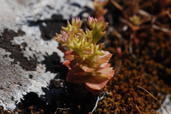 Phedimus stellatus