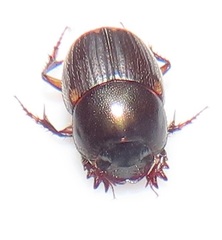 Onthophagus vinctus