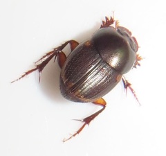 Onthophagus vinctus