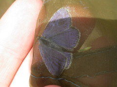 Polyommatus thersites