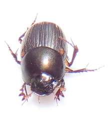 Onthophagus vinctus