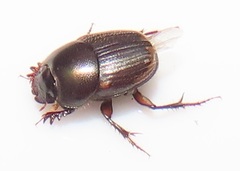 Onthophagus vinctus