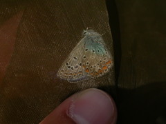 Polyommatus thersites