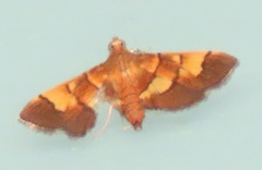 Syngamia latimarginalis
