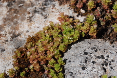 Phedimus stellatus