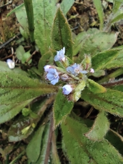 Thyrocarpus sampsonii