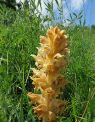 Orobanche laserpitii-sileris