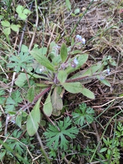 Thyrocarpus sampsonii