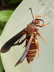 Vitacea polistiformis