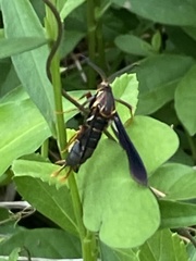 Vitacea polistiformis