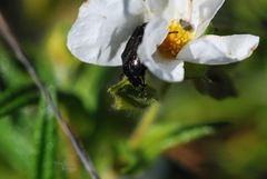 Oxythyrea funesta