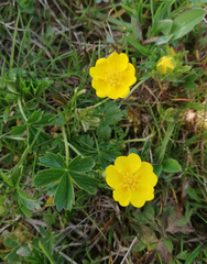 Potentilla aurea