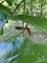 Amphibolips acuminata