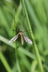 Tipula vernalis