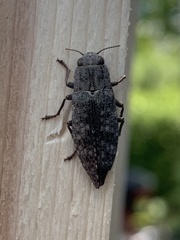 Dicerca divaricata