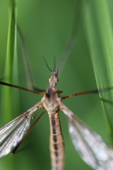 Tipula vernalis