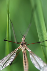 Tipula vernalis