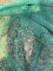 Enchiridium punctatum