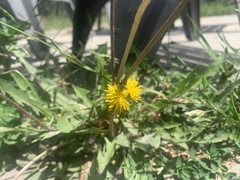 Taraxacum officinale