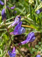 Vicia onobrychioides