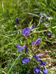 Vicia onobrychioides