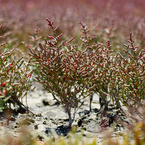 Lonely Glasswort (Salicornia uniflora)