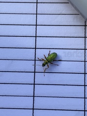 Polydrusus pterygomalis