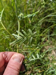 Vicia onobrychioides