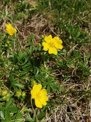 Potentilla aurea