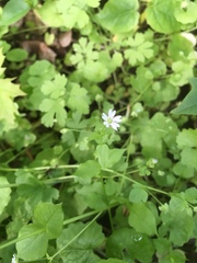 Stellaria neglecta