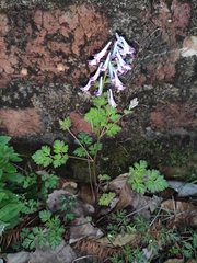 Corydalis incisa