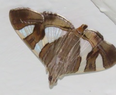 Glyphodes bitriangulalis