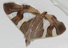 Glyphodes bitriangulalis